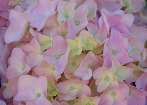 Original Photo: Leslie GumbertHydrangea, Long Branch NJ