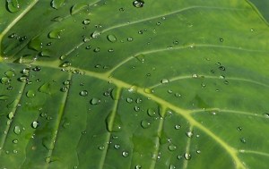 Original Photo: Leslie GumbertMaui, HI