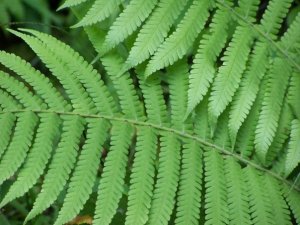 Original Photo: Leslie GumbertMaui, HI