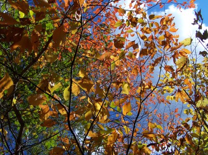 Autumn Splendor At Frank Lloyd Wright's Falling Waters